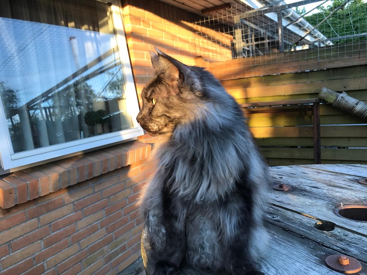 Maine Coon Boromir JR Ferrari Kayal billede 6