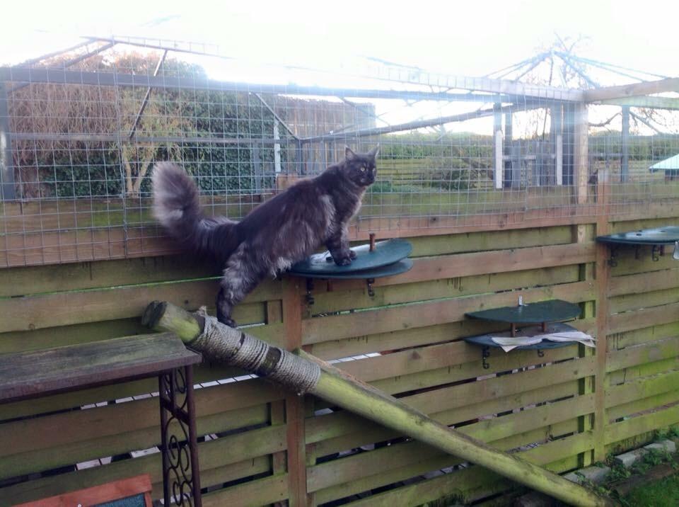 Maine Coon Boromir JR Ferrari Kayal billede 15