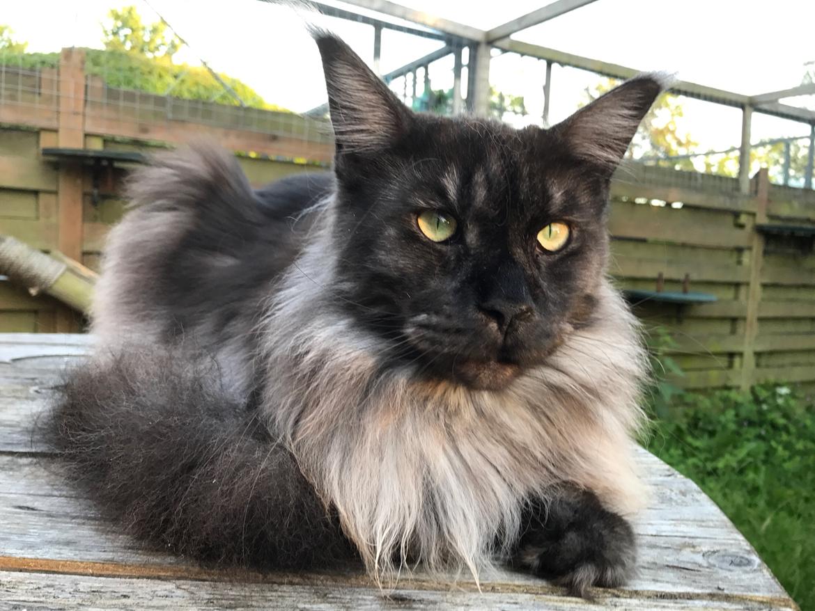 Maine Coon Boromir JR Ferrari Kayal billede 14