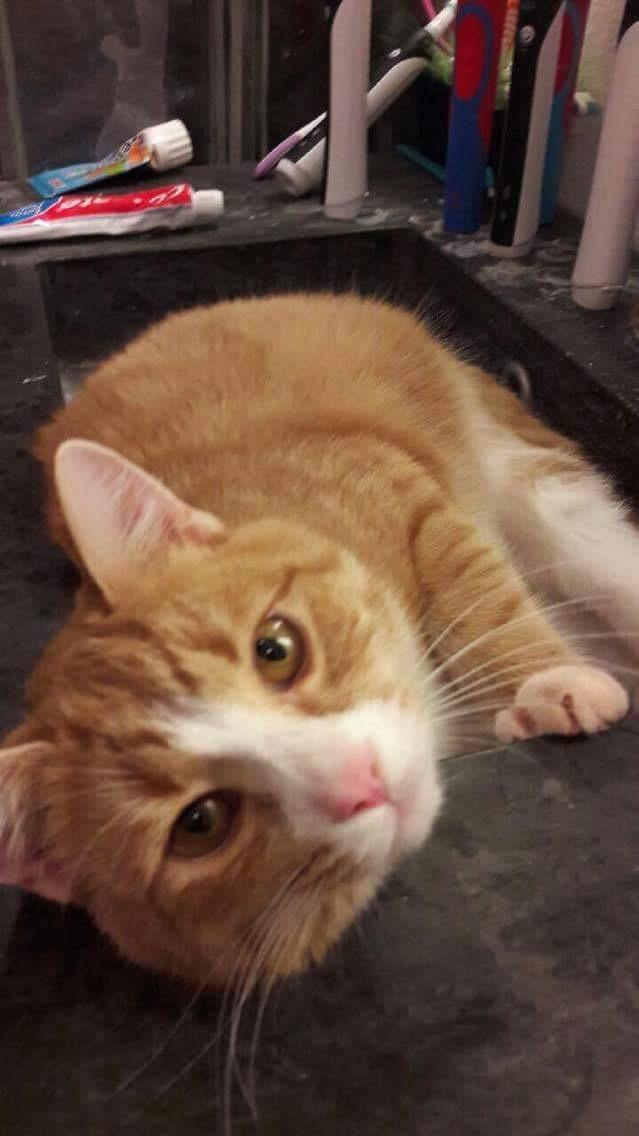 Huskat Tarzan billede 3