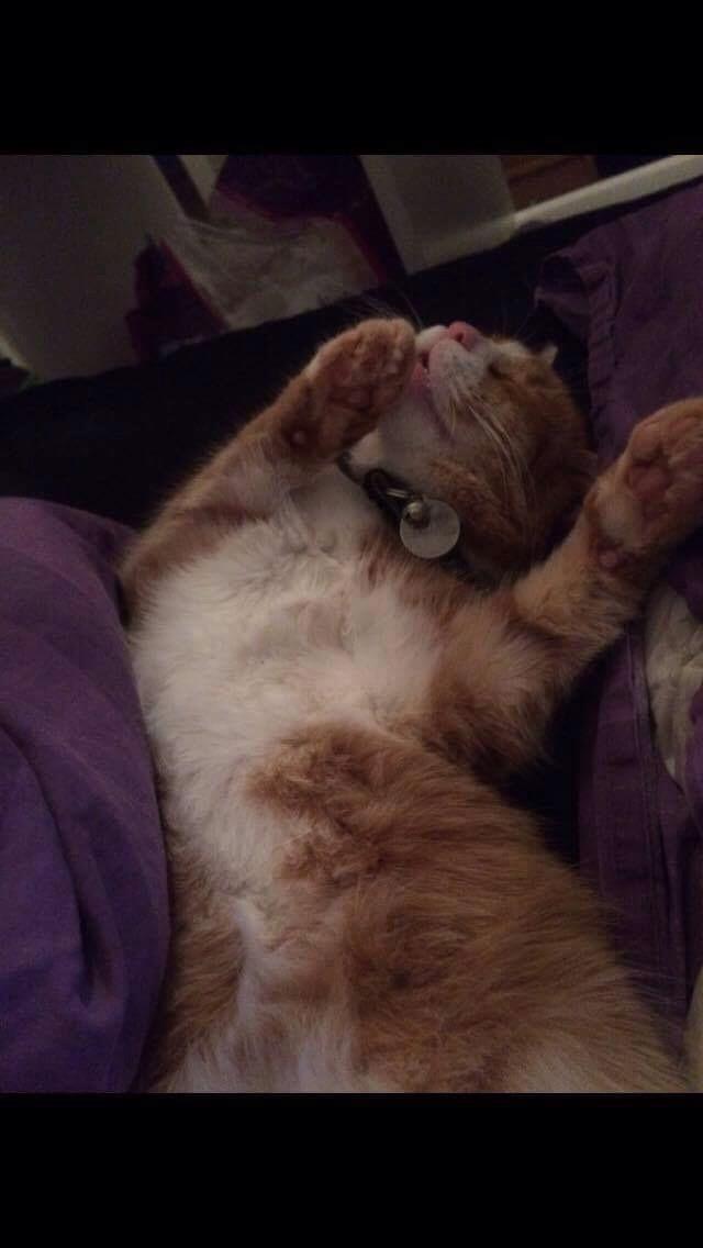 Huskat Tarzan billede 5