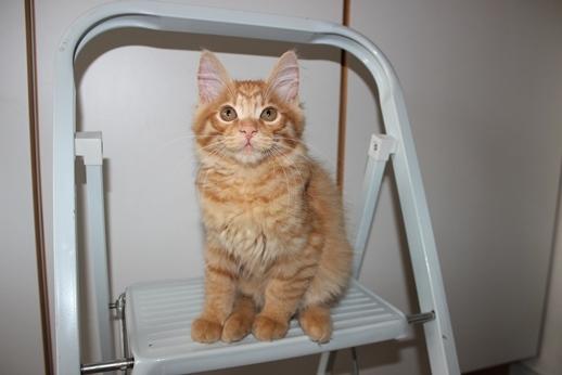 Kurilean Bobtail GIP. DK KorZhik's G. Mac Arthur billede 6