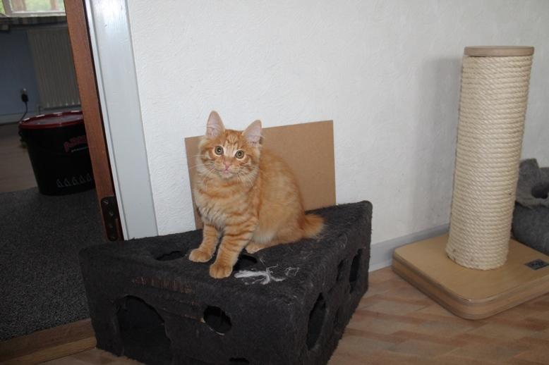 Kurilean Bobtail GIP. DK KorZhik's G. Mac Arthur billede 5