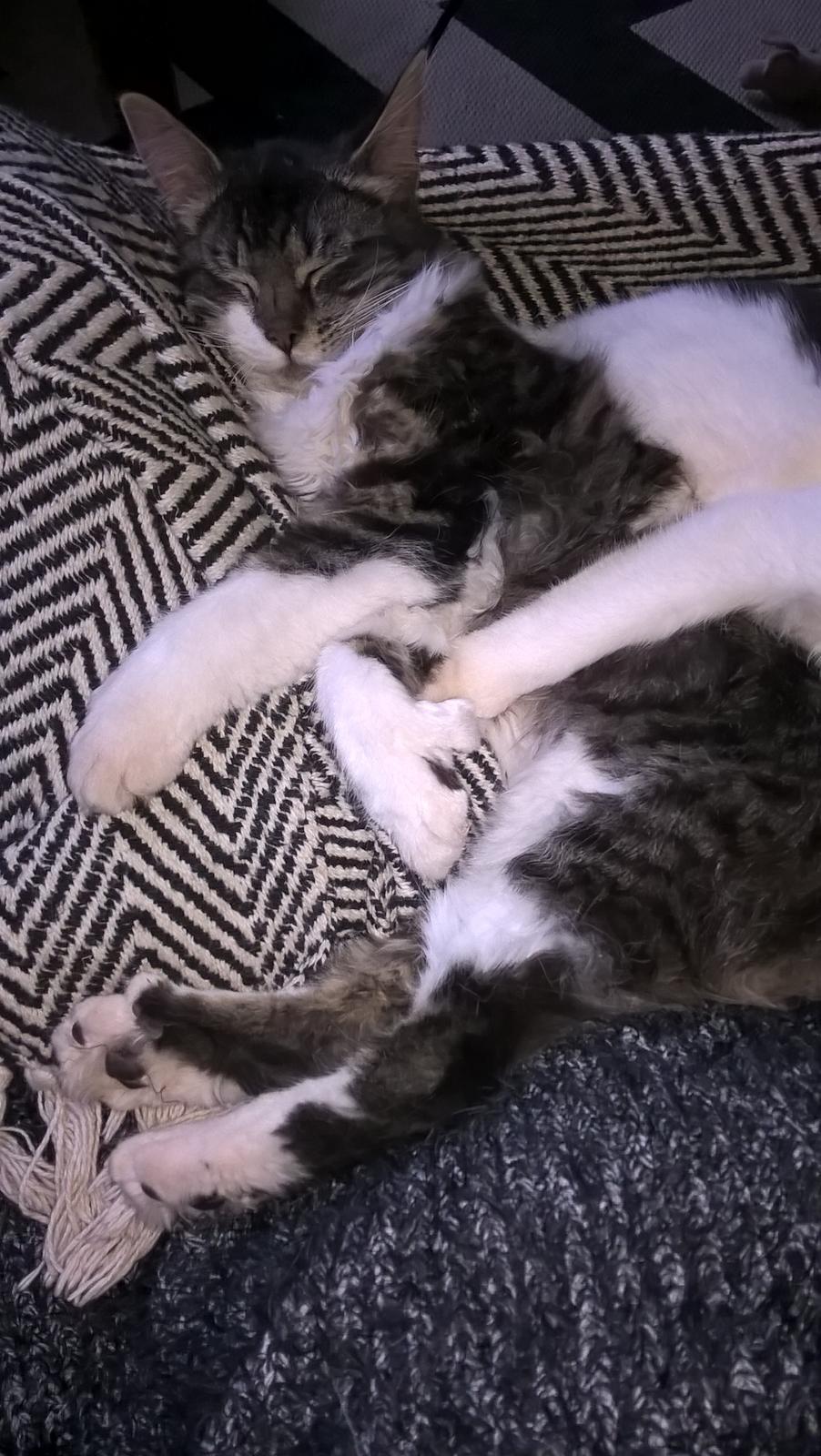 Blanding af racer Harley billede 4