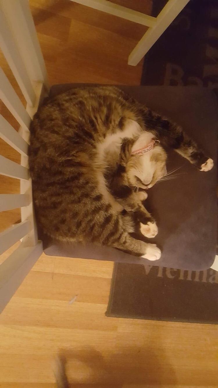 Huskat Mille billede 1