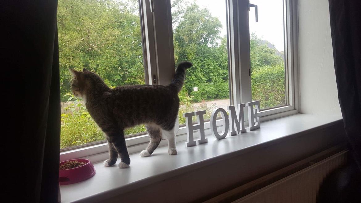 Huskat Mille billede 2