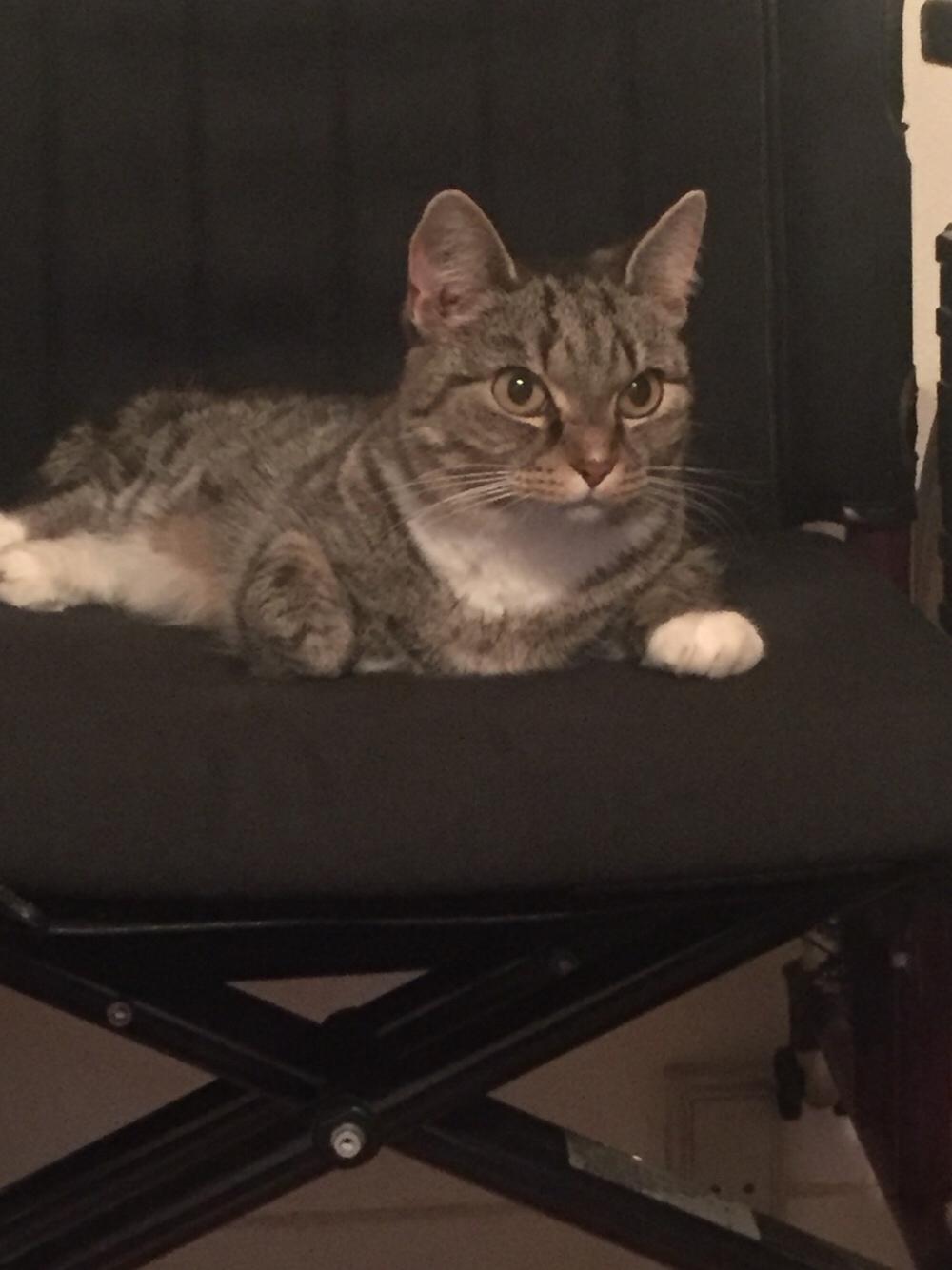 Huskat Mille billede 3