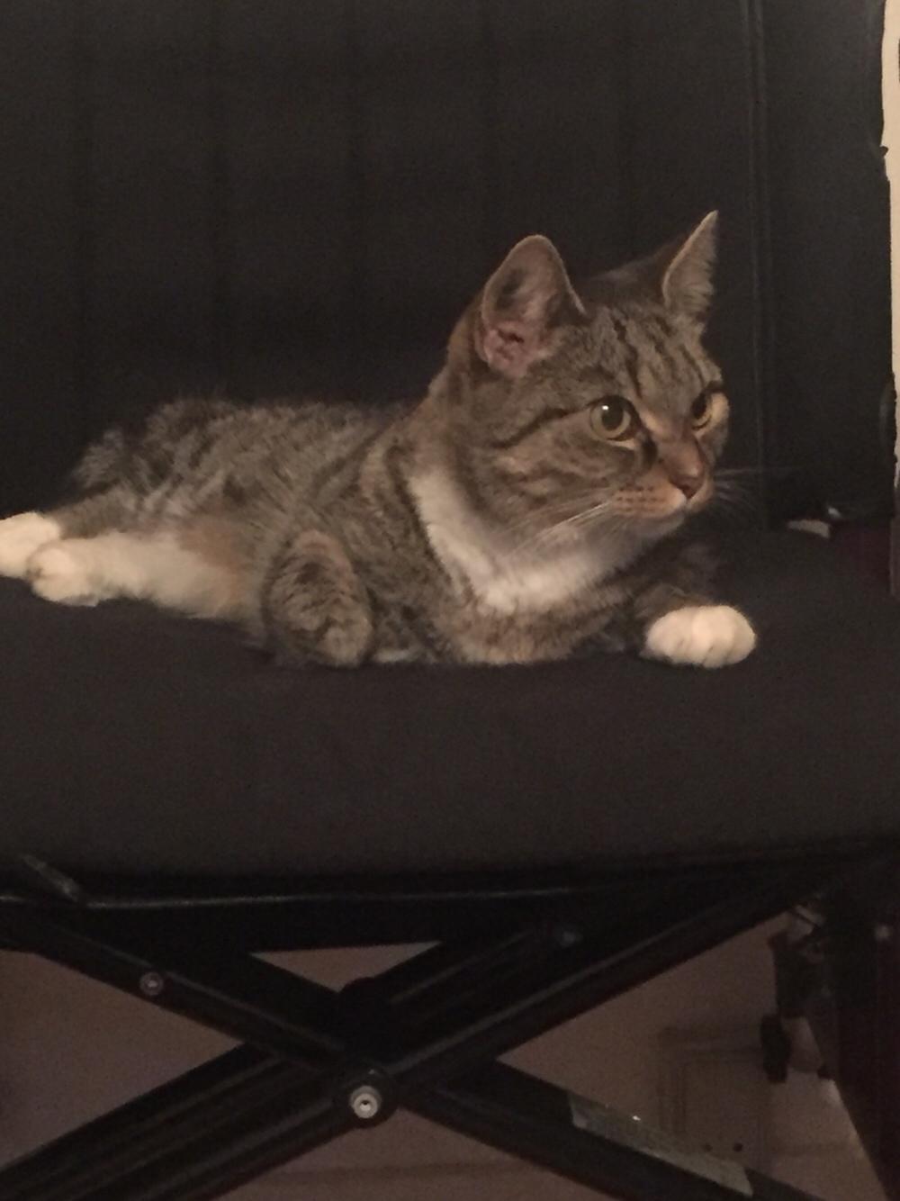 Huskat Mille billede 4