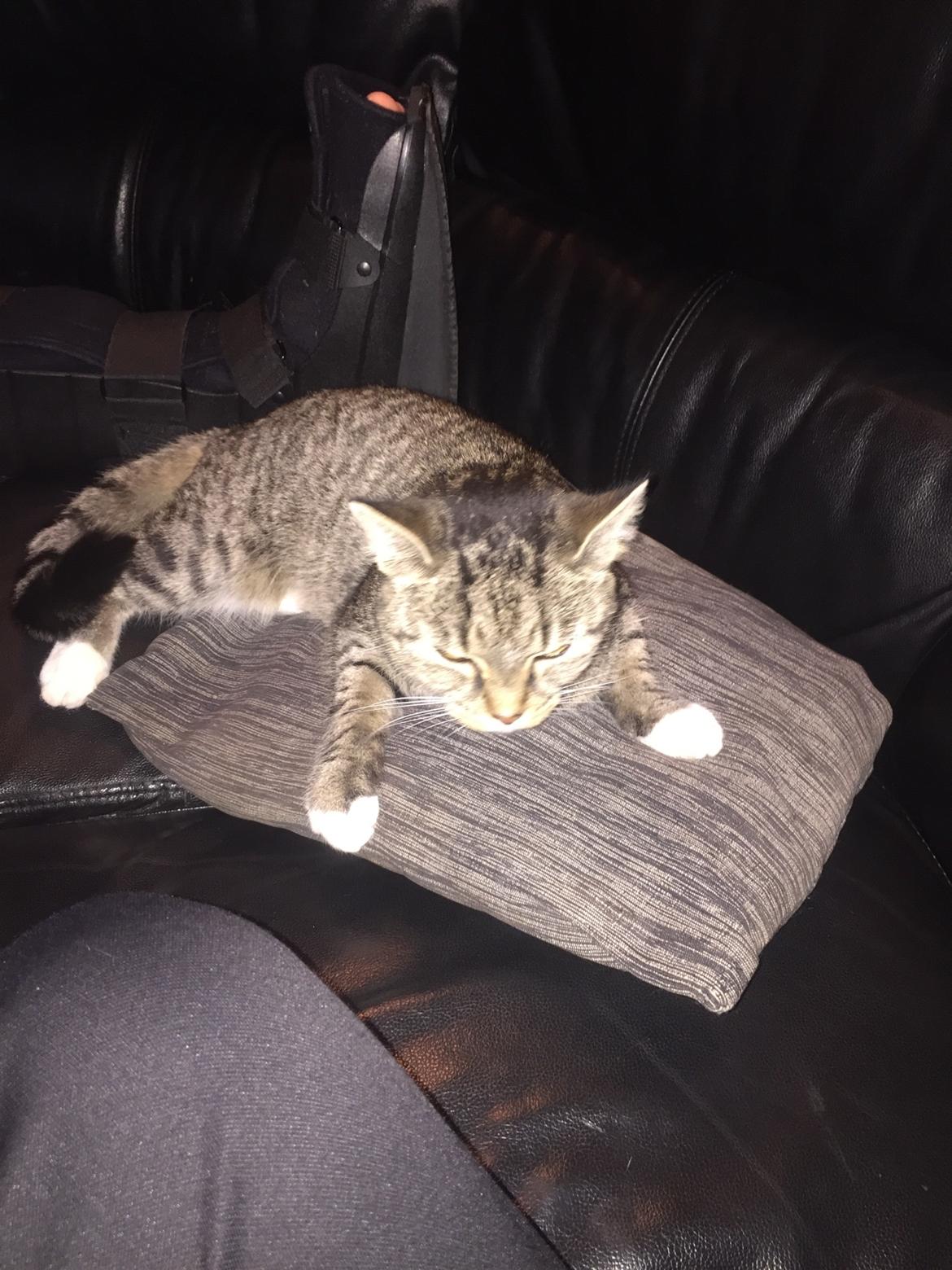 Huskat Mille billede 5