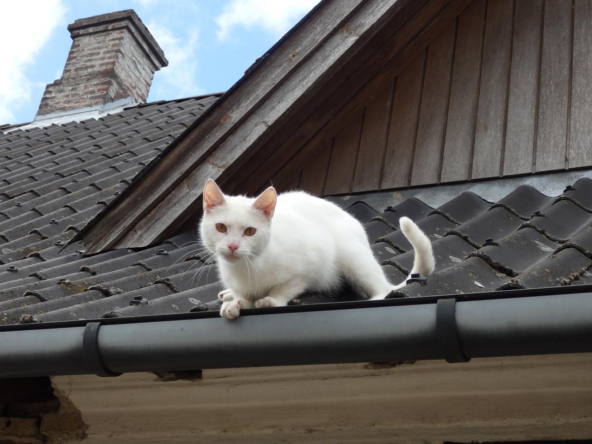 Huskat Snebold billede 14