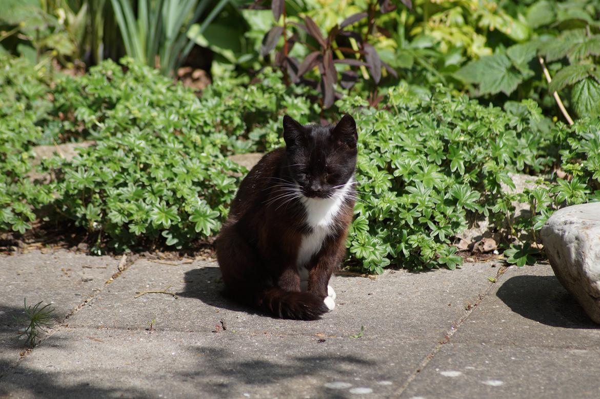 Huskat Dumle billede 1