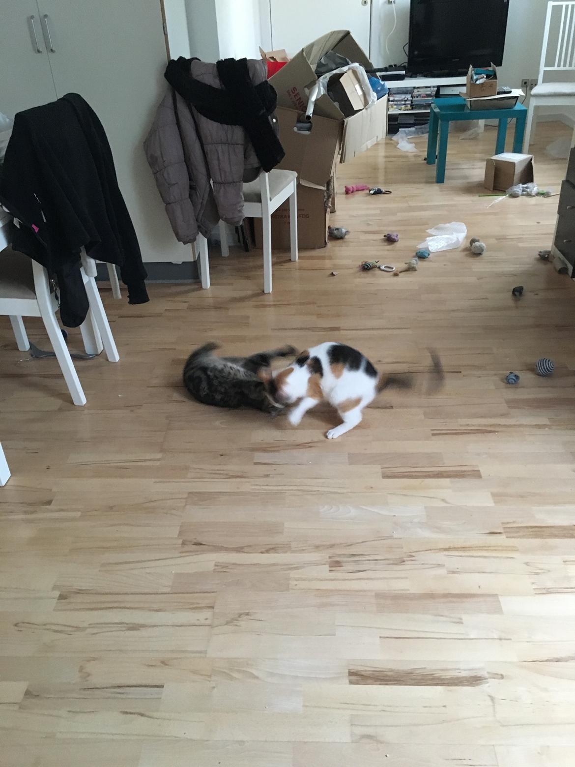 Blanding af racer Minnie   billede 2