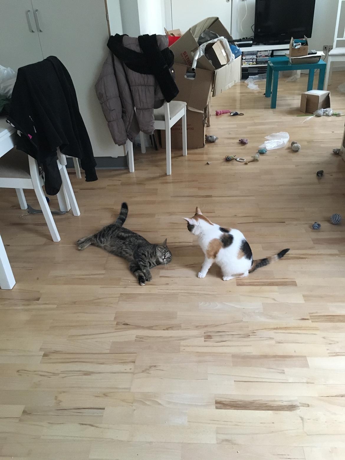 Blanding af racer Minnie   billede 3