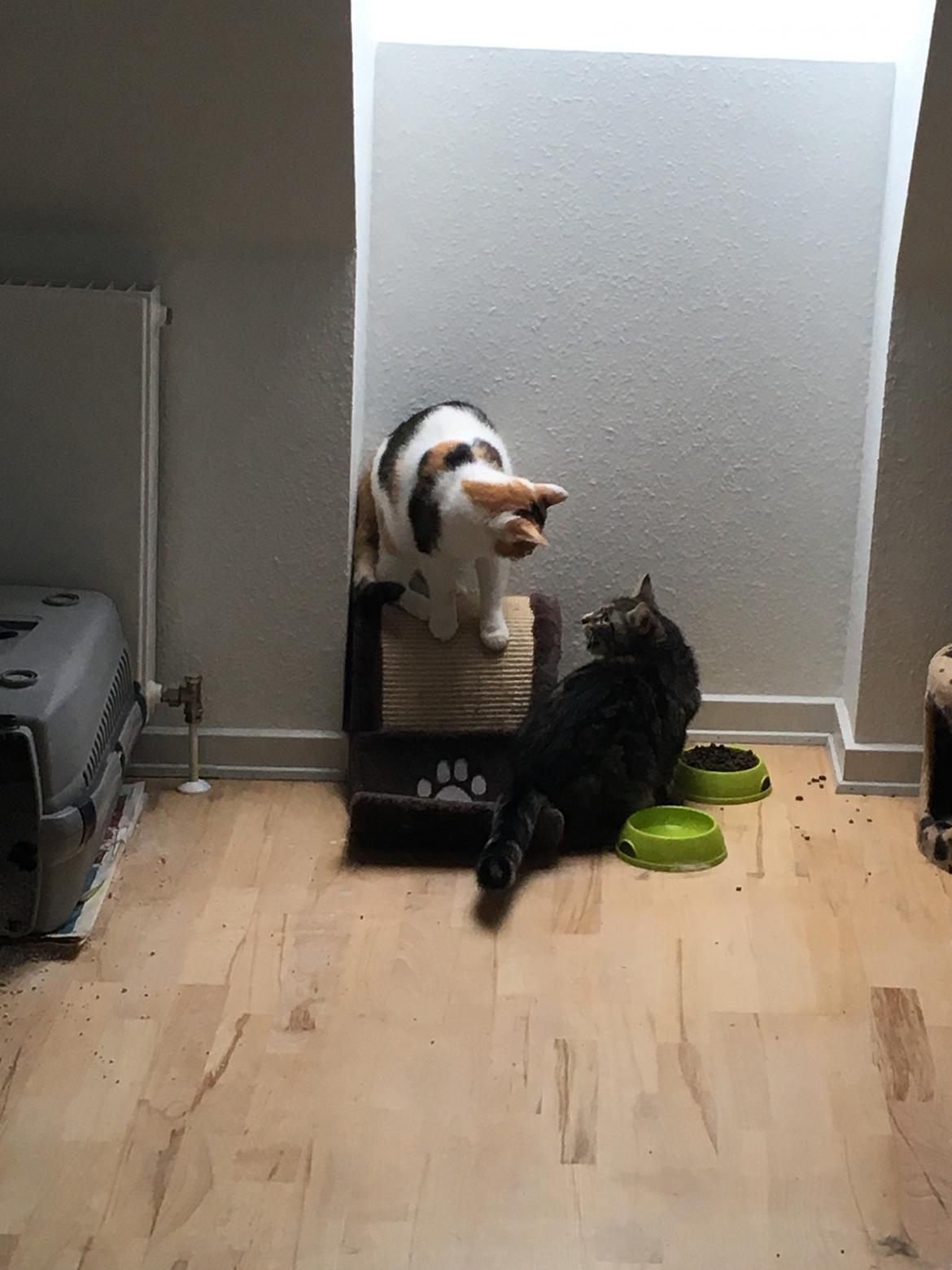 Blanding af racer Minnie   billede 1