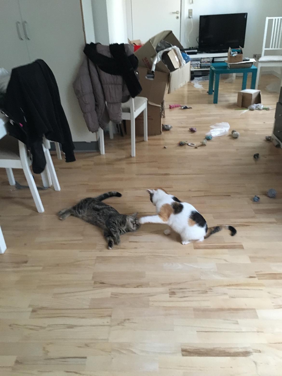 Blanding af racer Minnie   billede 5