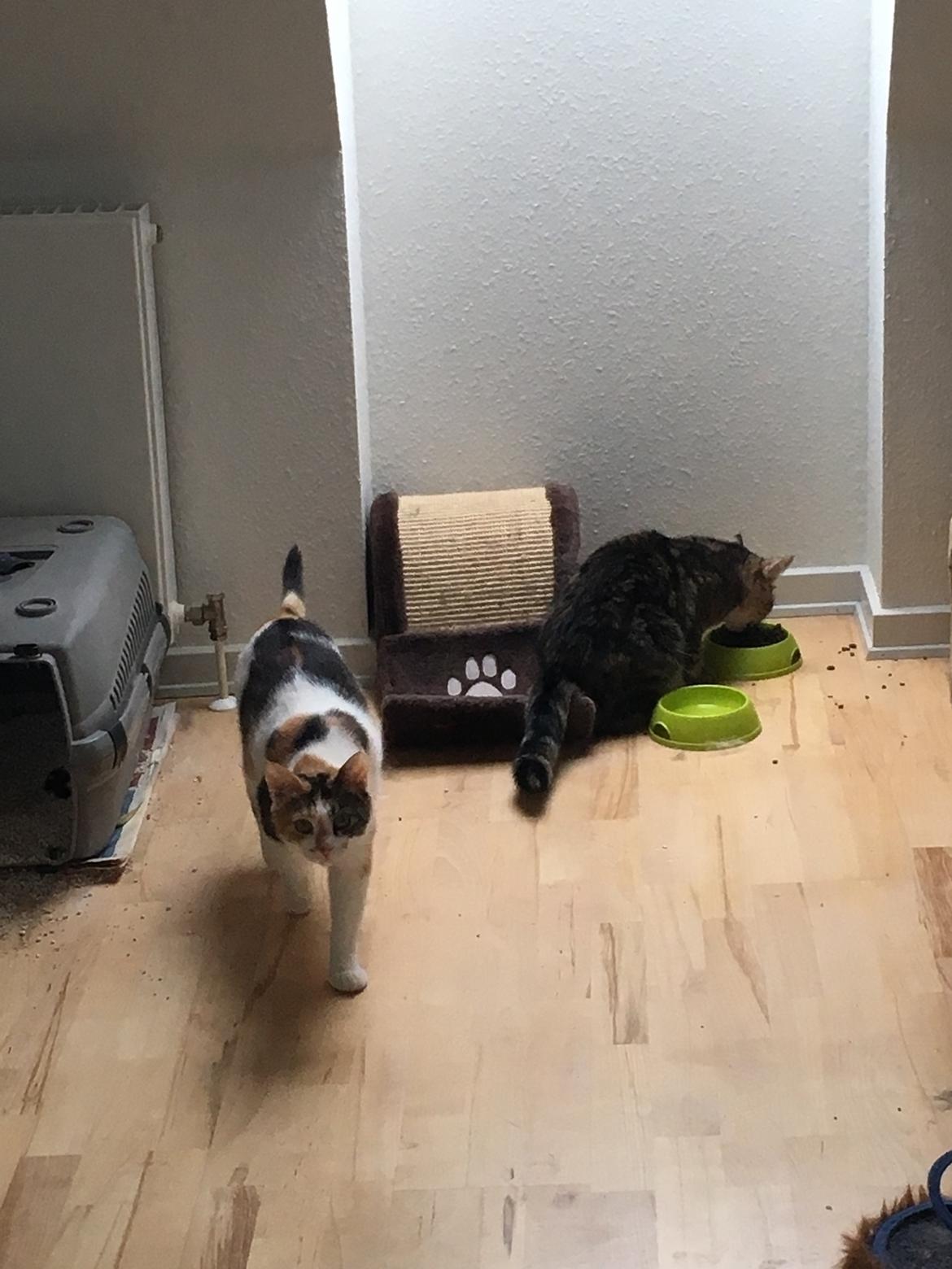 Blanding af racer Minnie   billede 4