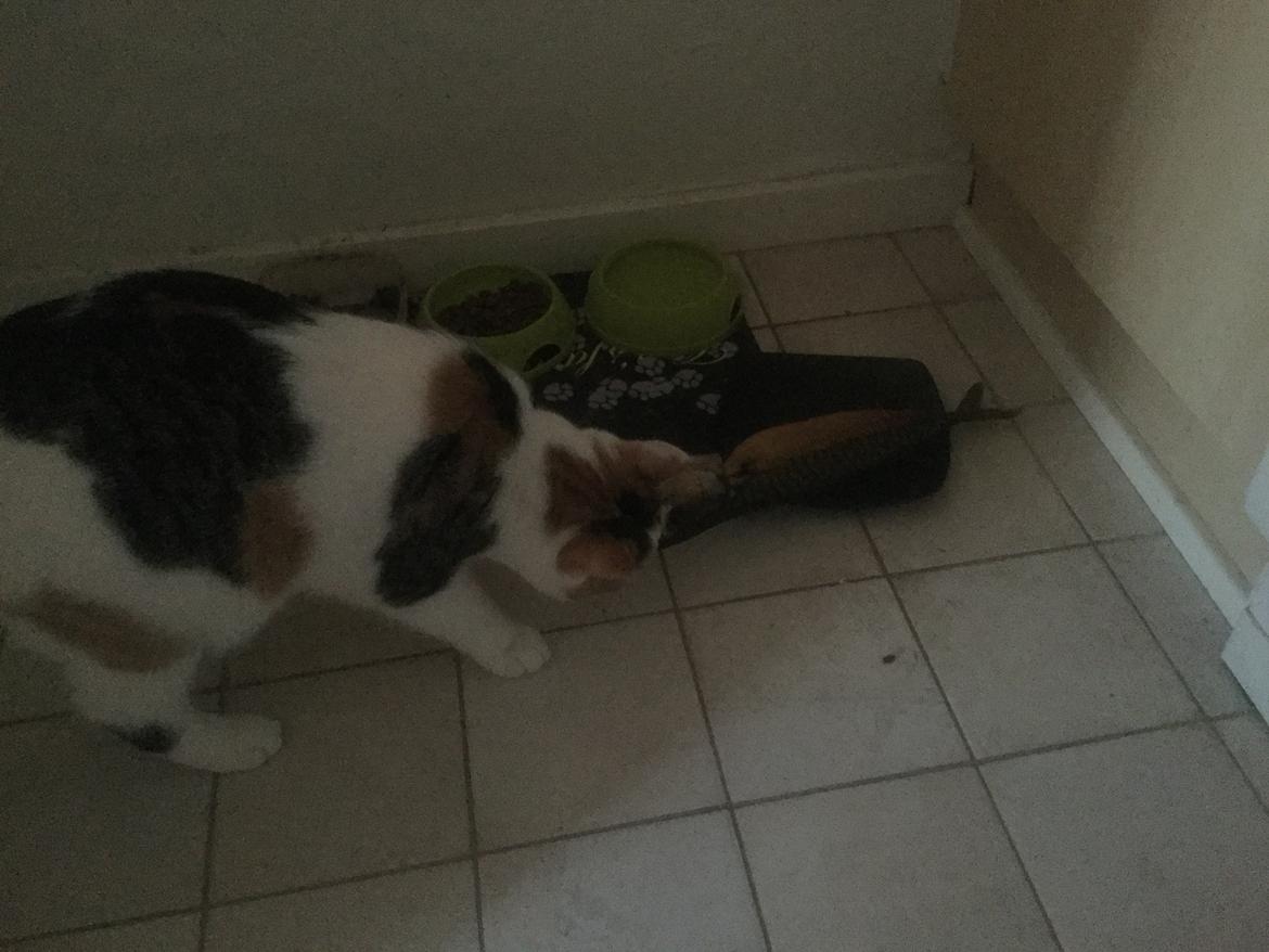 Huskat Daisy - Daisy og hendes makrel juleaften  billede 18