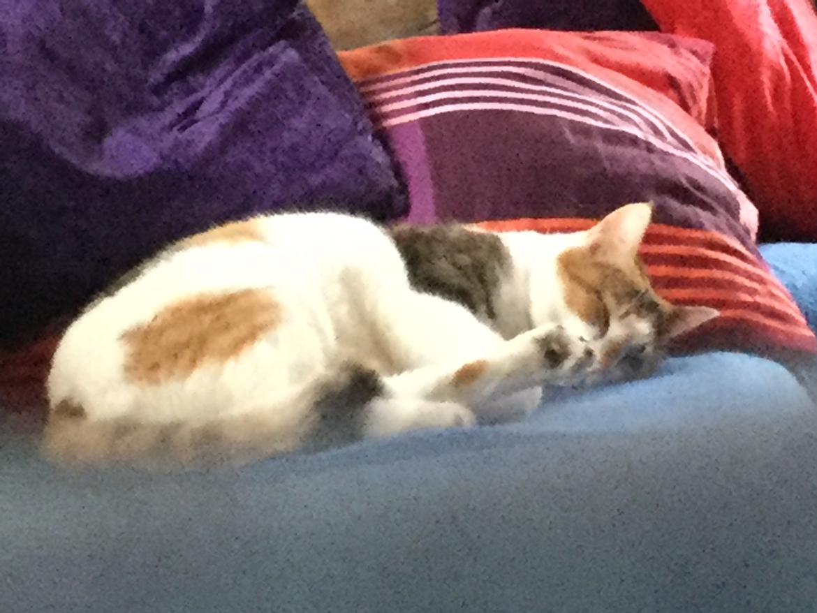 Huskat Daisy billede 20