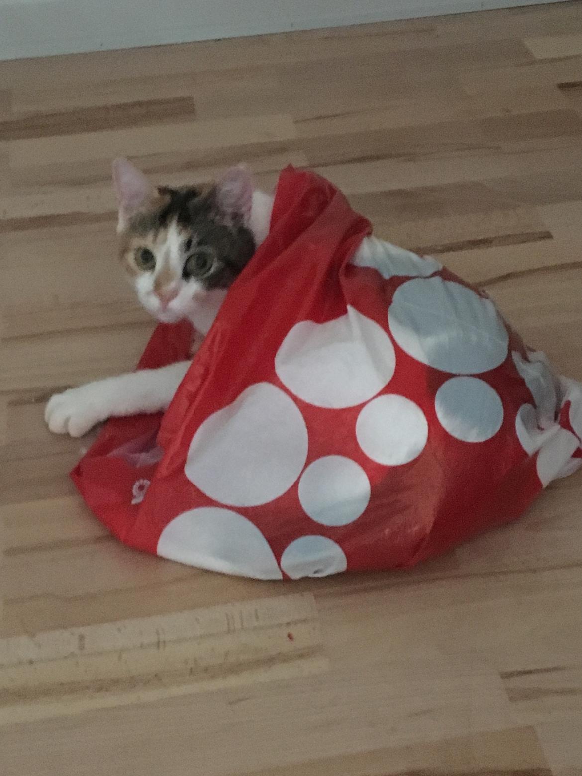 Huskat Daisy - Possekat :P billede 27