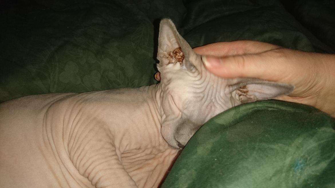 Sphynx Farao Seth Persiben af det andet dynasti  billede 7