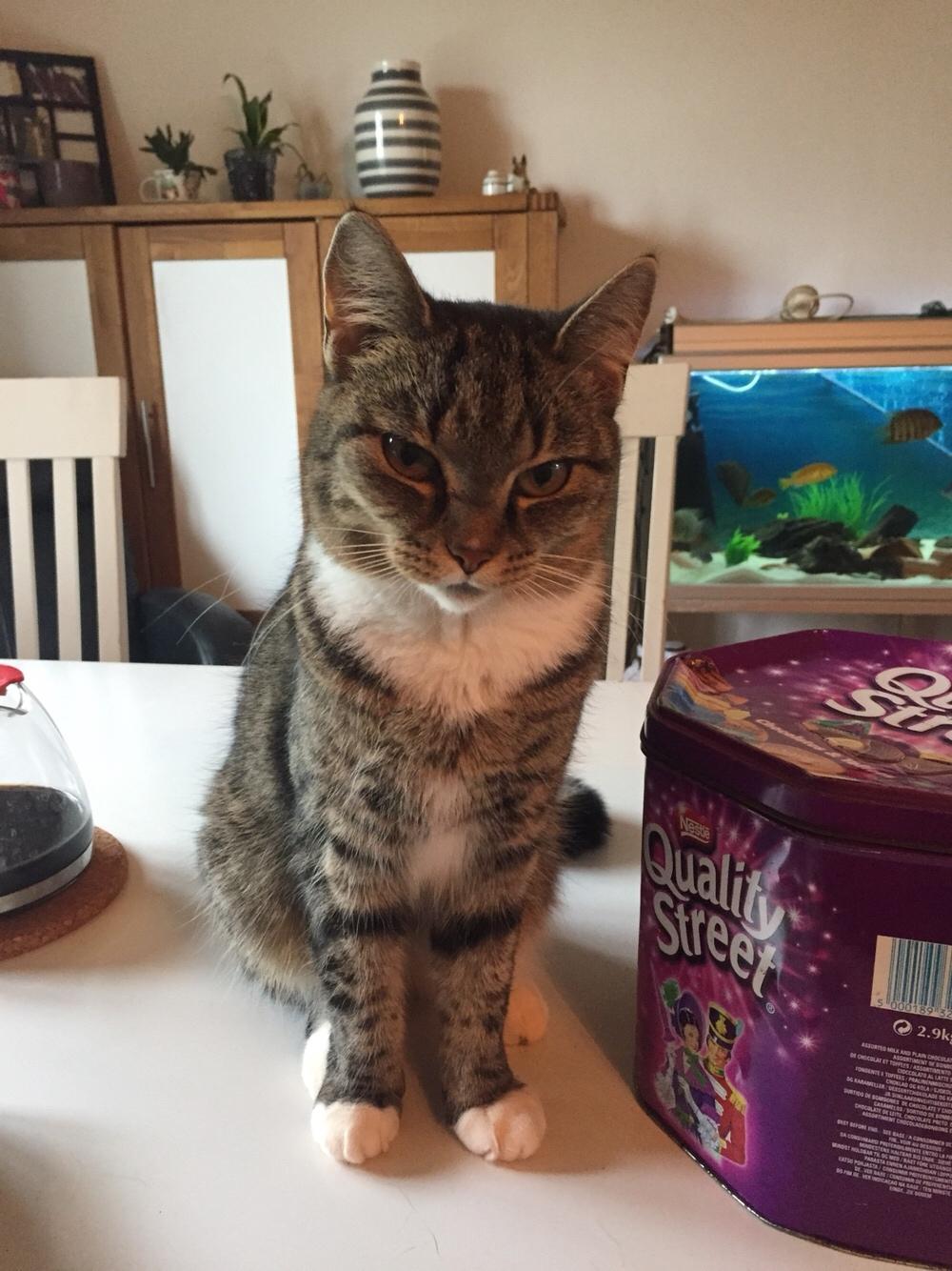 Huskat Mille billede 7