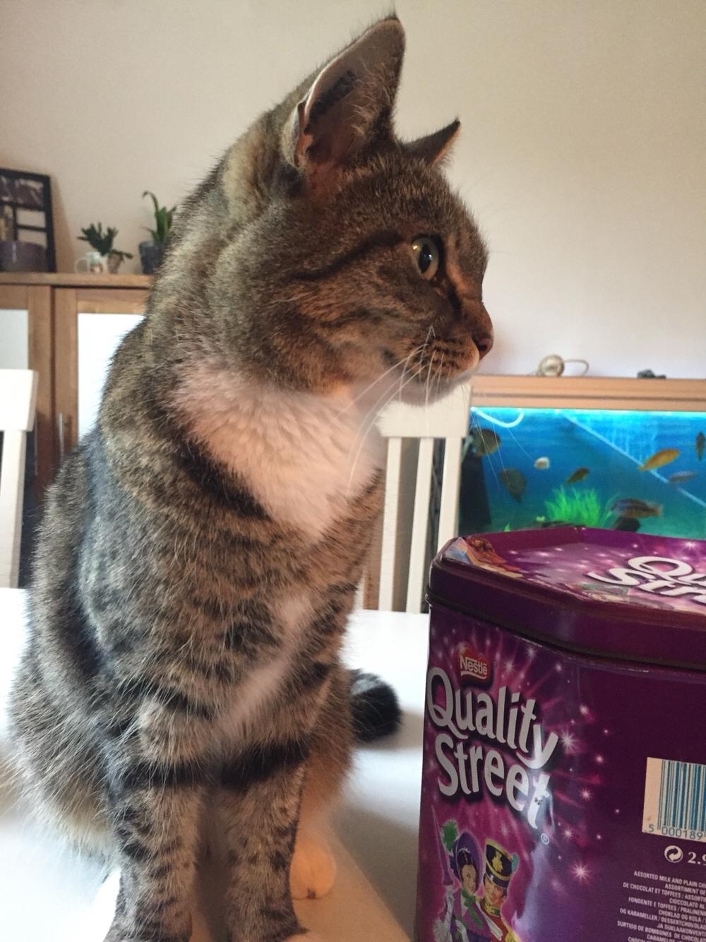 Huskat Mille billede 8