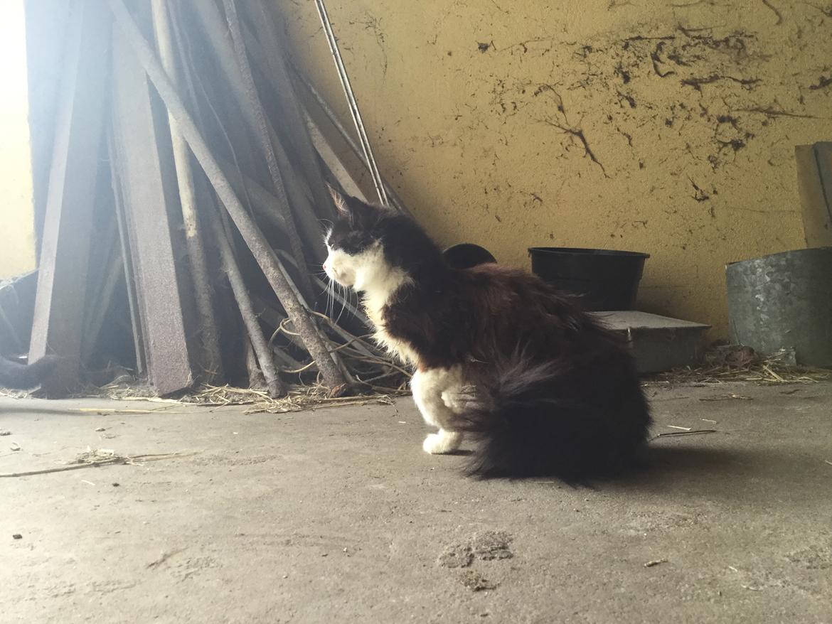 Huskat Mars  billede 9