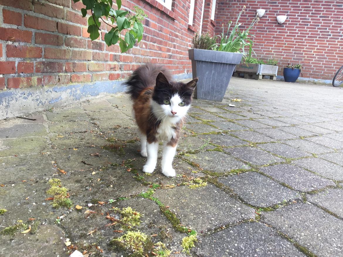 Huskat Mars  billede 10