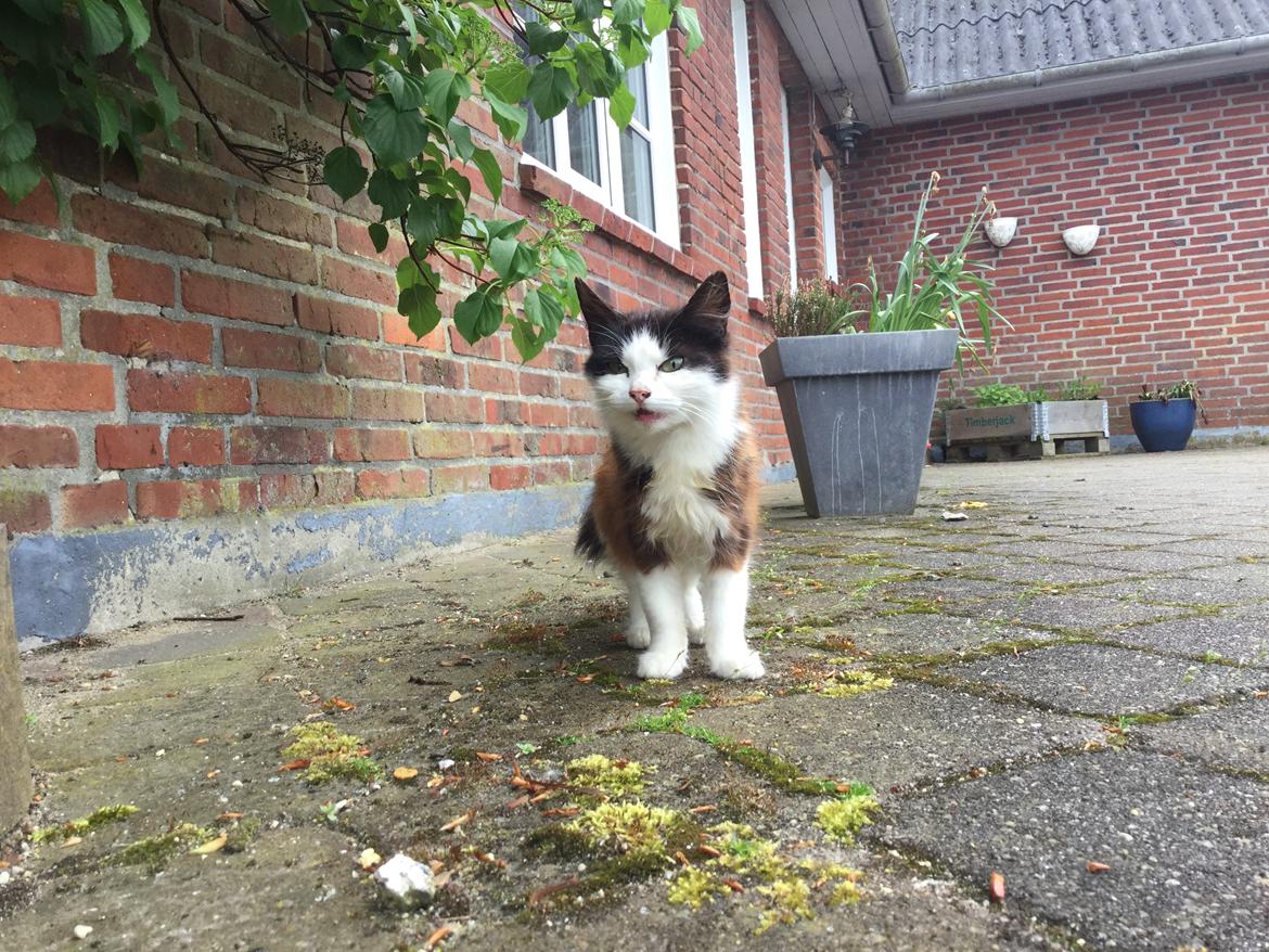 Huskat Mars  billede 12