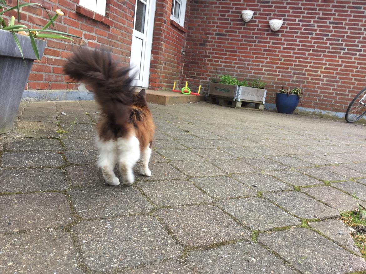 Huskat Mars  billede 13