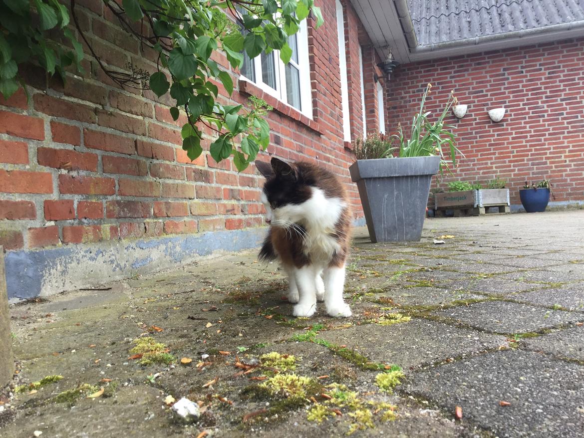 Huskat Mars  billede 11