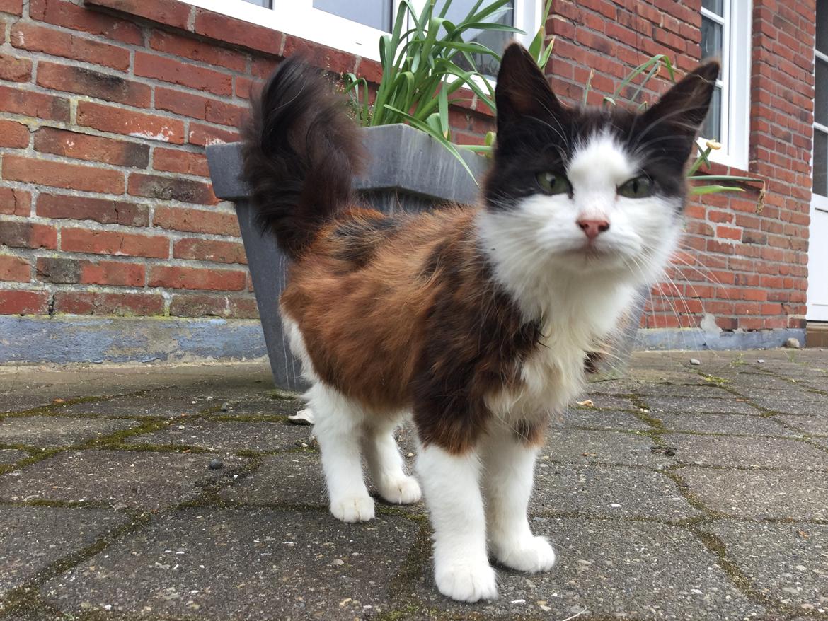 Huskat Mars  billede 14