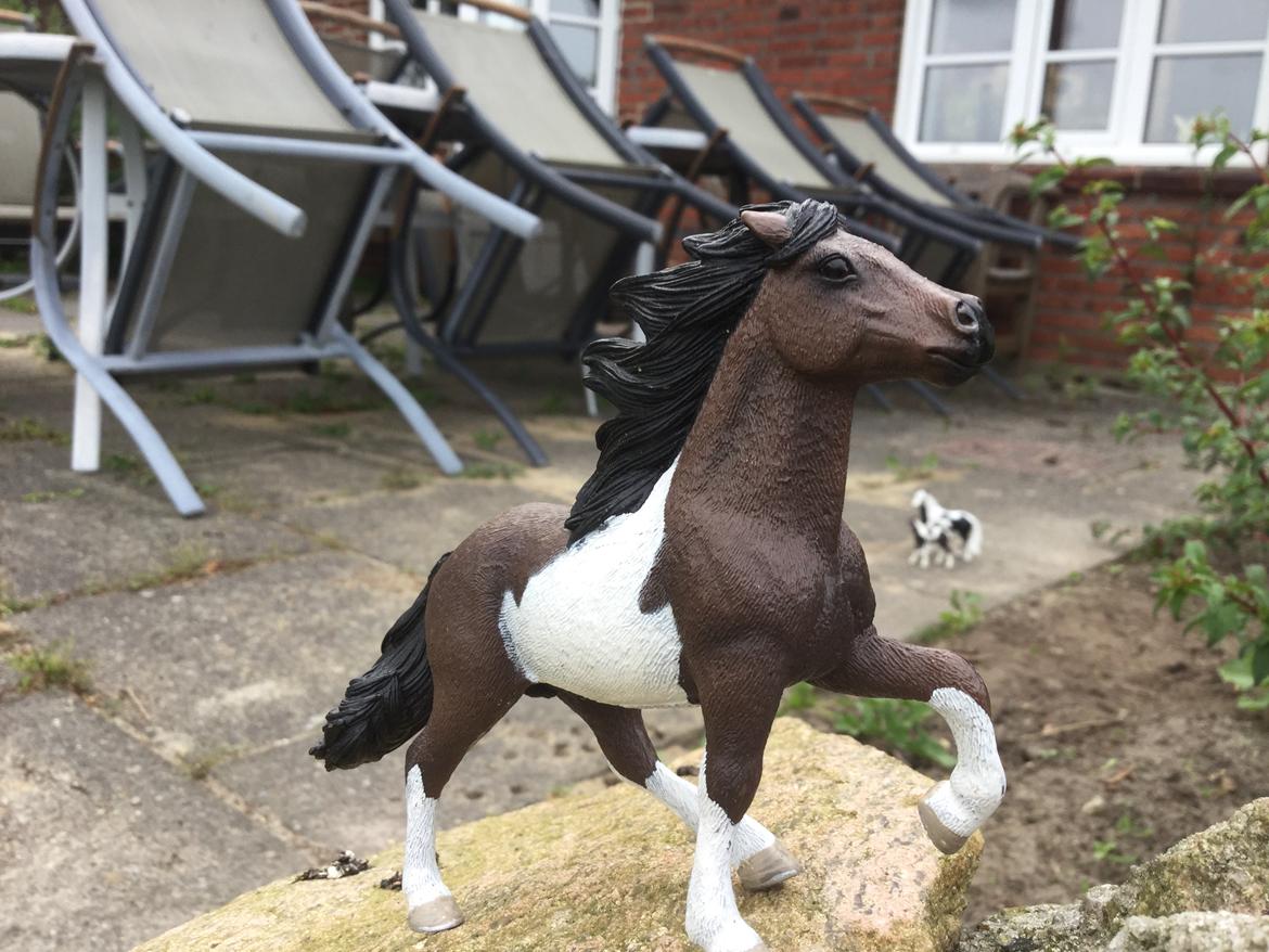 Huskat Mars  billede 16