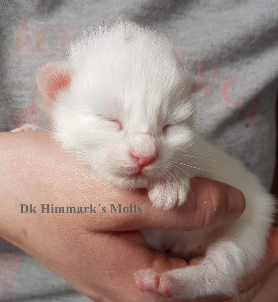 Norsk Skovkat Dk Himmark´s Molly billede 3
