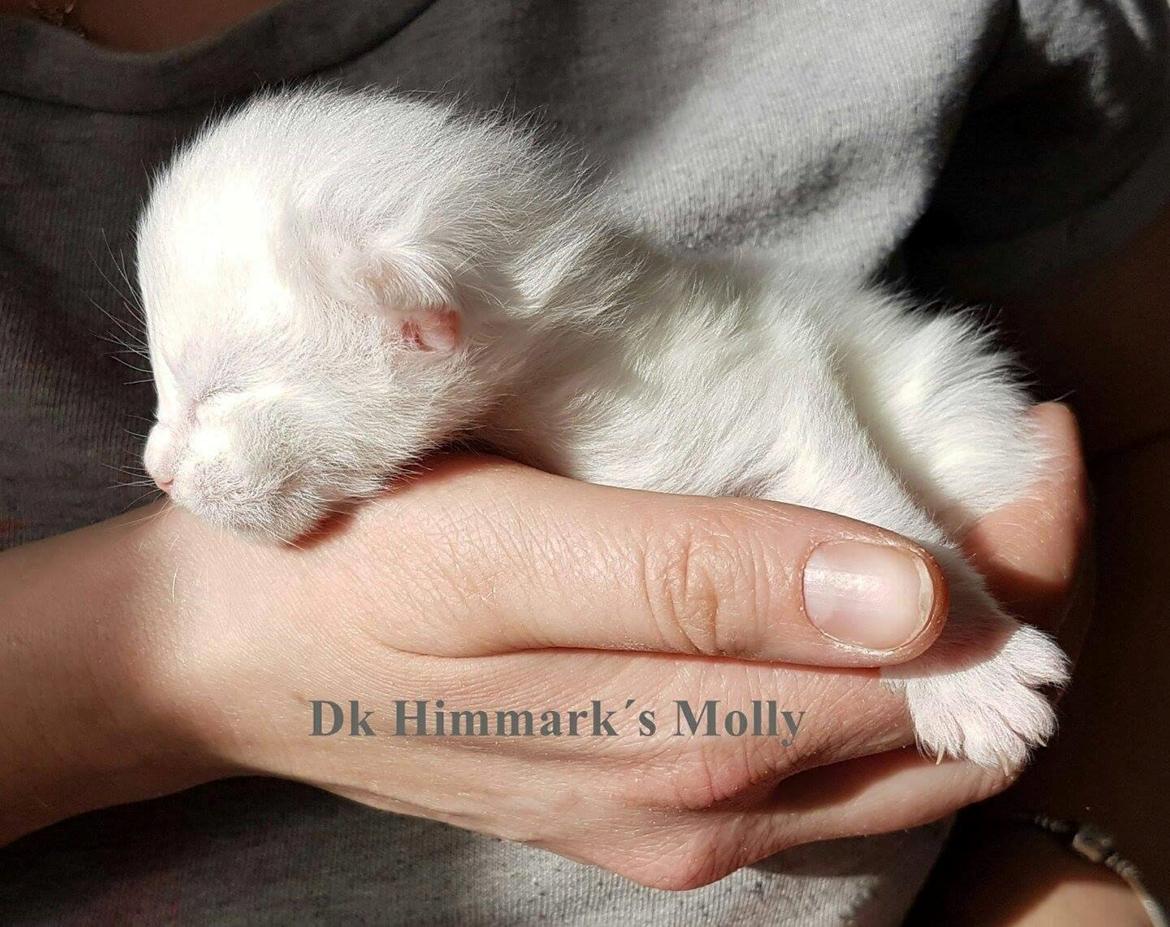 Norsk Skovkat Dk Himmark´s Molly billede 1