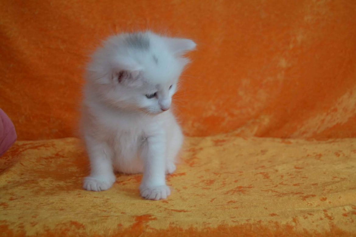 Norsk Skovkat Dk Himmark´s Molly billede 15