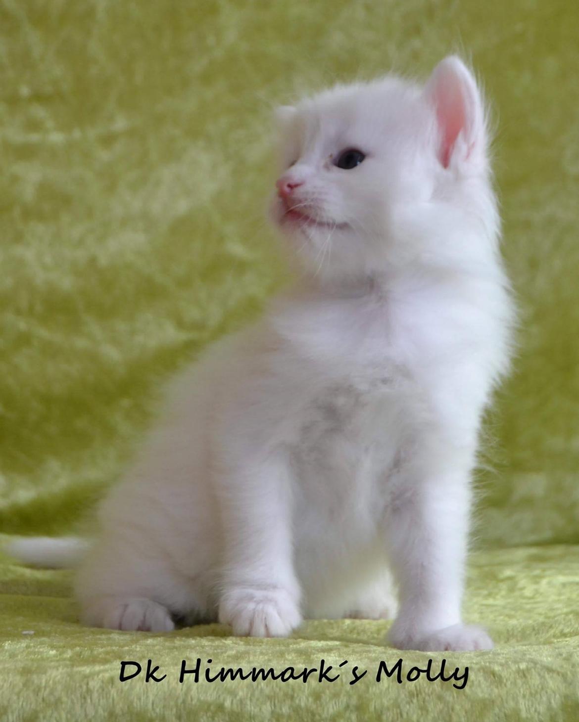 Norsk Skovkat Dk Himmark´s Molly billede 11