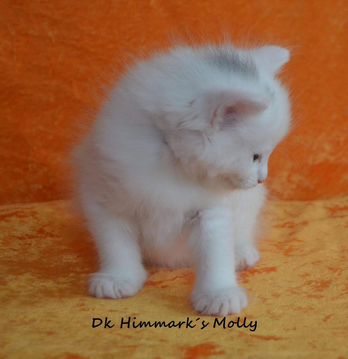 Norsk Skovkat Dk Himmark´s Molly billede 18