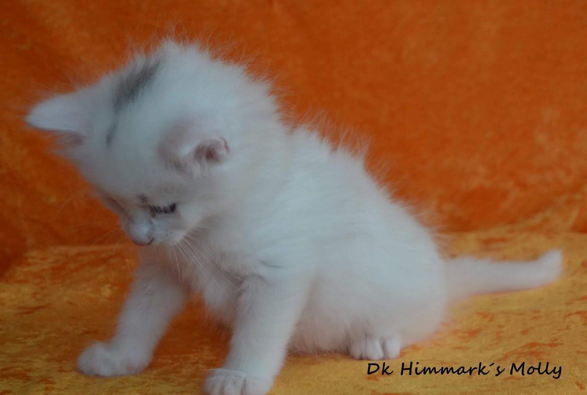 Norsk Skovkat Dk Himmark´s Molly billede 17