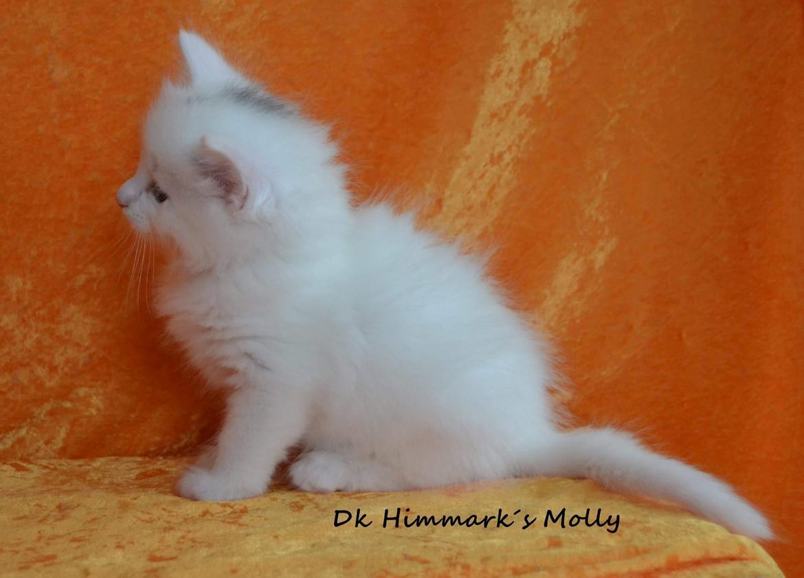 Norsk Skovkat Dk Himmark´s Molly billede 23