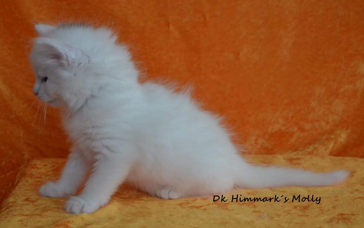 Norsk Skovkat Dk Himmark´s Molly billede 24