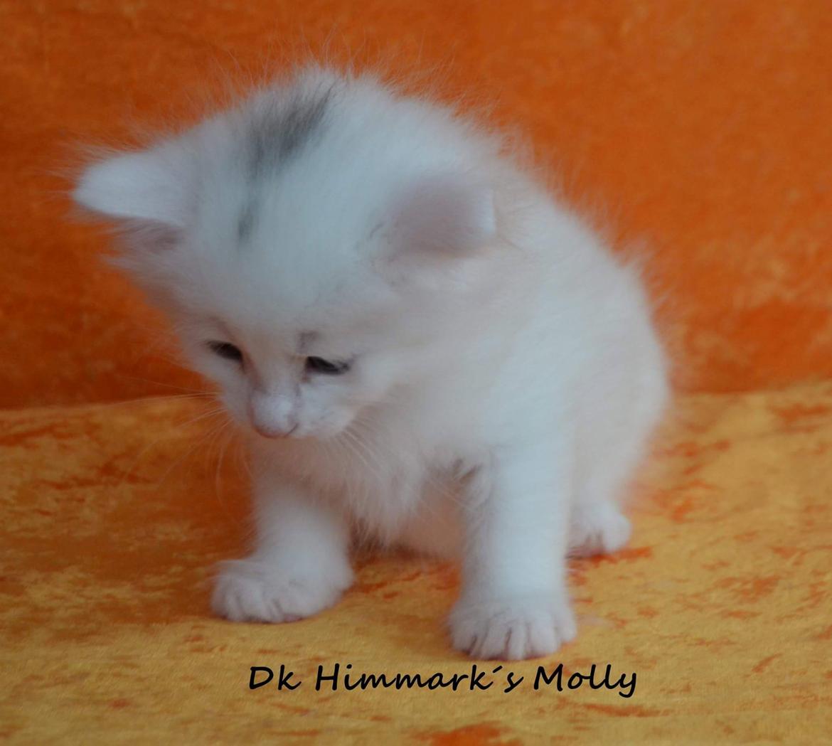 Norsk Skovkat Dk Himmark´s Molly billede 27