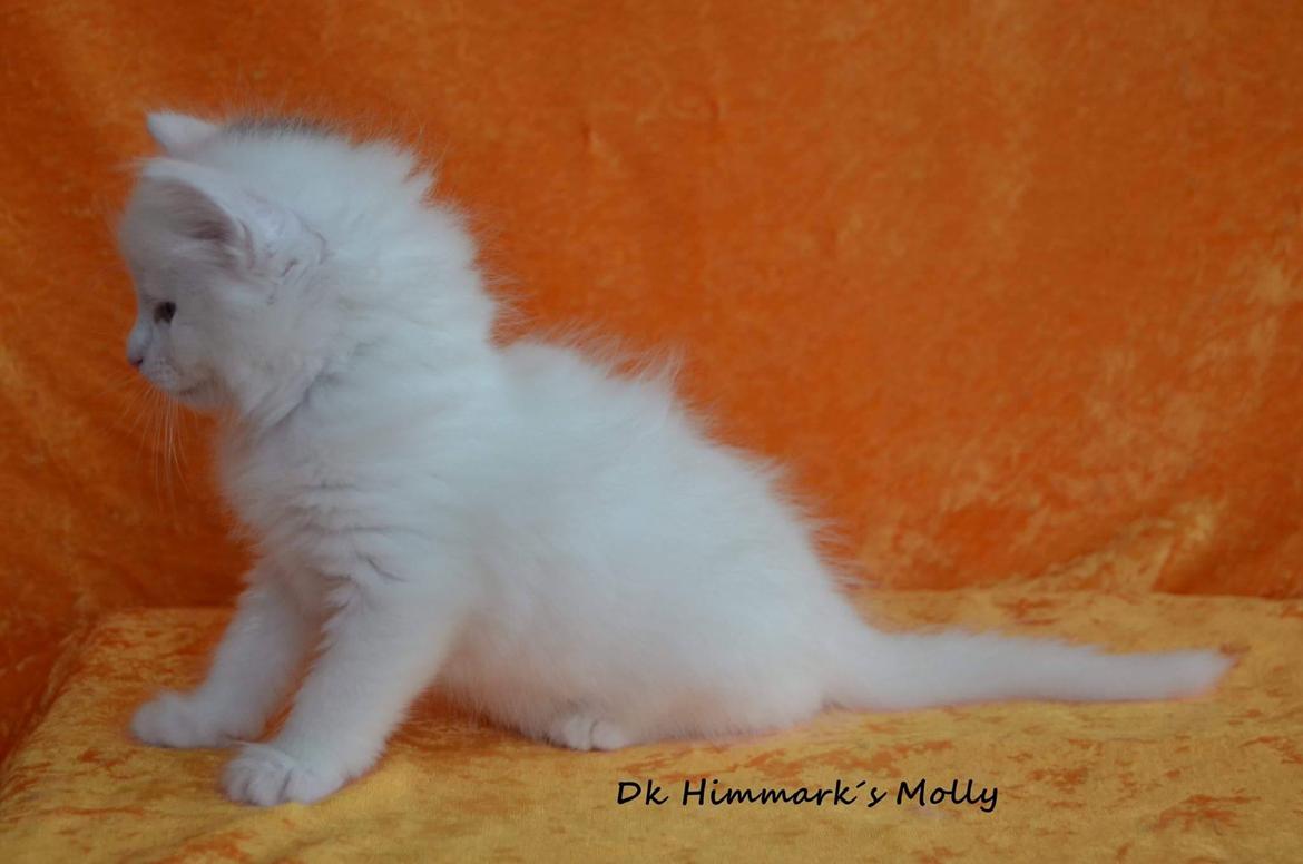 Norsk Skovkat Dk Himmark´s Molly billede 26