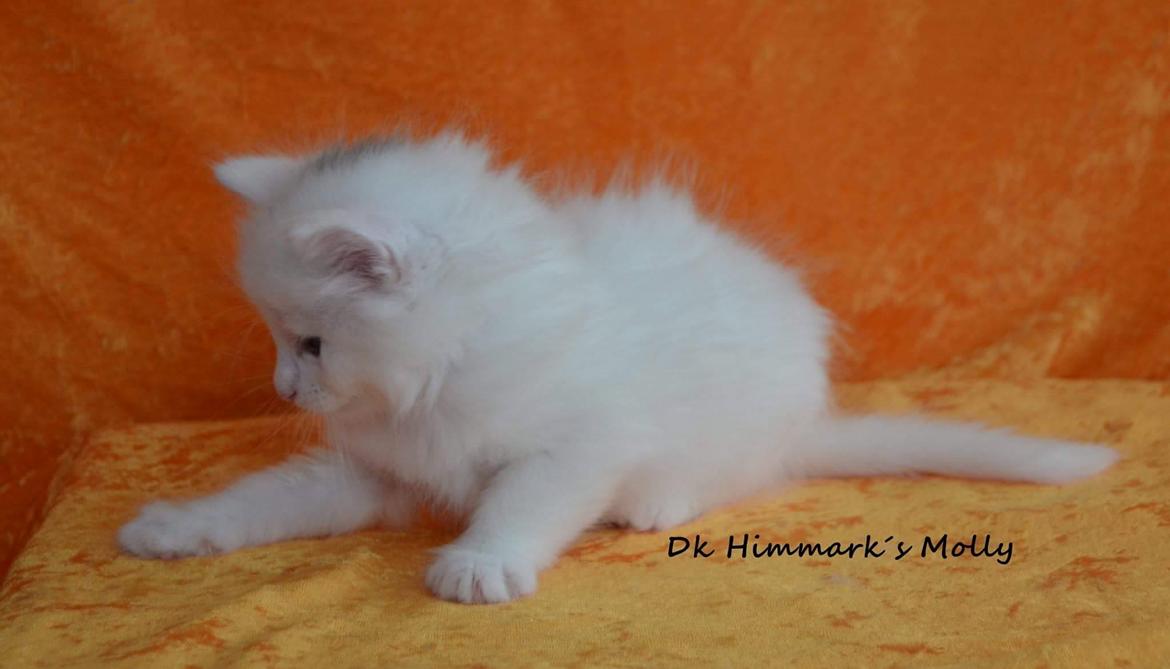 Norsk Skovkat Dk Himmark´s Molly billede 28
