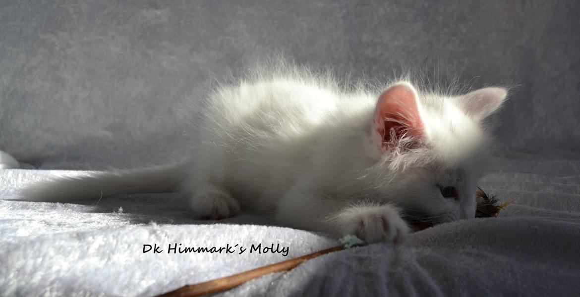 Norsk Skovkat Dk Himmark´s Molly billede 33
