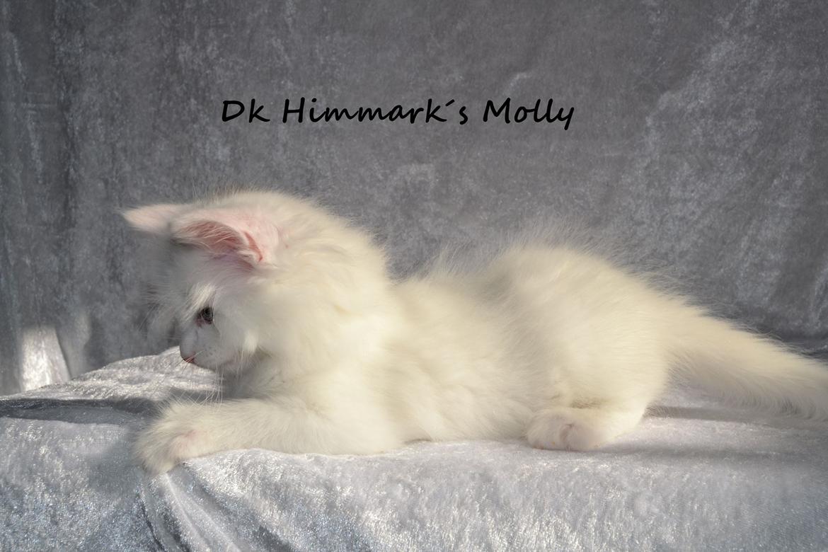 Norsk Skovkat Dk Himmark´s Molly billede 35