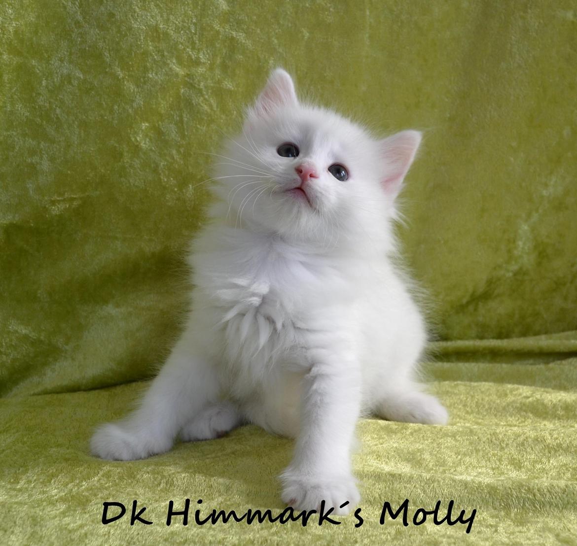 Norsk Skovkat Dk Himmark´s Molly billede 37