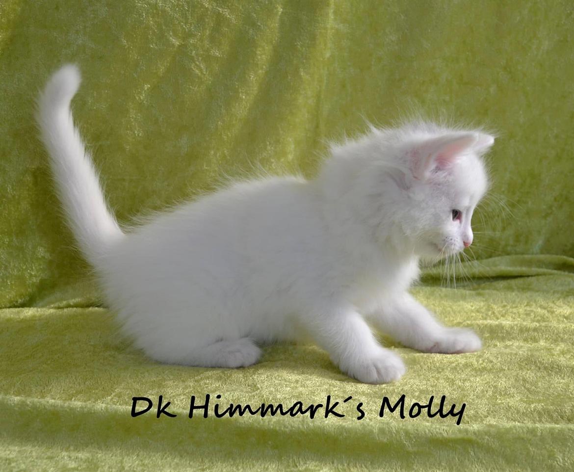 Norsk Skovkat Dk Himmark´s Molly billede 39