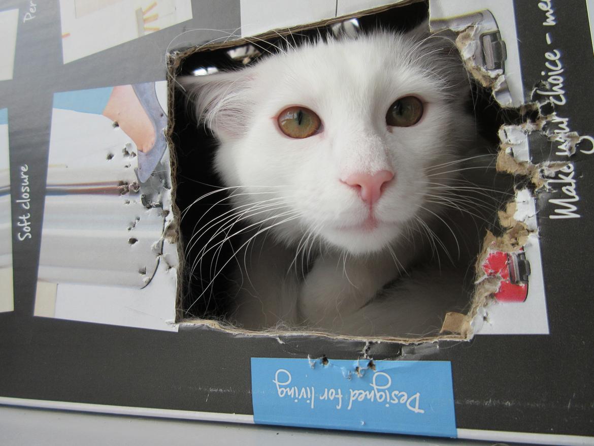 Norsk Skovkat Dk Himmark´s Molly billede 46