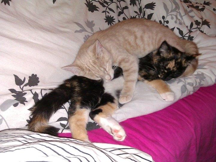 Huskat Rasmus - Rasmus og Bella søskende. Samme kuld - samme mor, men forskellige fædre. De var meget afhængige af hinanden. billede 1